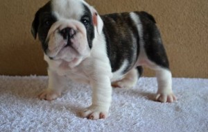 Akc Registered English Bulldog Pups For Sale