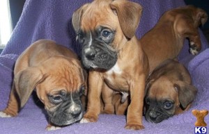 Exceptional boxer puppies to re-home to any experienced pet loving home only