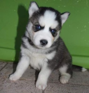 Super Gorgeous Siberian Husky Puppies For Adoption