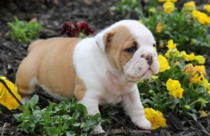 English Bulldog for X-MAS