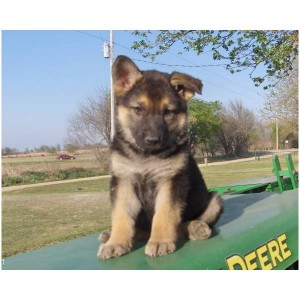 Adorable and lovely Christmass Male and Female German Shepard  Puppies For Free Adoption