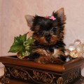 x.mas teacup yorkie pupy for a good and loving home