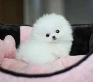 awesome Tcup Pomeranian puppies text me at #(321) 622-0436