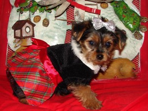 Male and Female Teacup Yorkie Puppies For Adoption Text me (609) 807-2598