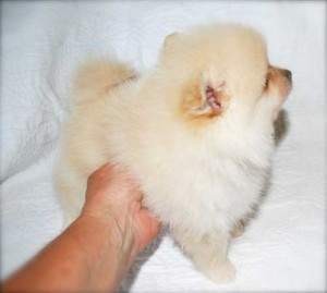 Sweet AKC  Pomeranian puppies available for XMAS!!!