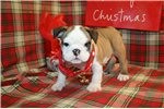 *** CHARMING CHRISTMAS ENGLISH BULL DOG PUPPIES FOR ADOPTION FOR YOUR BELOVED ONE FOR CHRISTMAS PRESENT****