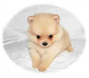 Gorgeous  X-Mas Pomeranian Puppies For Re-homing