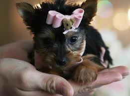 X-mas Text  to get in touch (307) 344-3456  charming male and female Teacup Yorkie puppies.