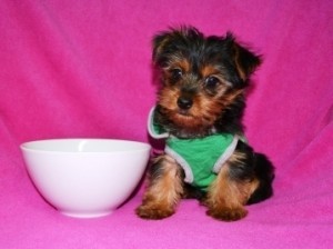 ********Tiny Micro Teacup size Yorkie Puppies Ready****