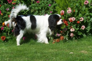 affectionate cavalier king charles puppies for x-mas