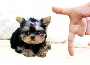 ********Tiny Micro Teacup size Yorkie Puppies Ready****