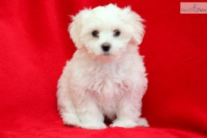 Adoptable maltese puppies for free adoption