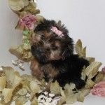 Sweet tiny teacup yorkie male and female available NOW