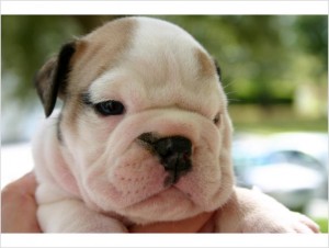 X-mas Beautiful English Bulldog Puppies - Champion Sired