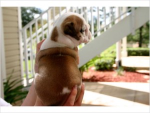 Great Personality Xmas Male And Female English Bulldog Puppies