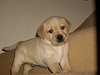 MAGNIFICENT LABRADOR PUPPIES FOR RE-HOMING