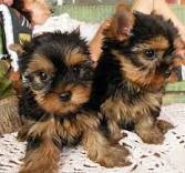 X-Mas Gorgeous Yorkie Puppies for adoption