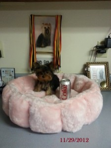 Now available!!!charming teacupyorkie puppies for adoption