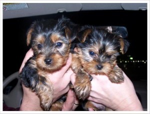 (RE-HOME!!!) 11-12Weeks Baby face Yorkshire terrier teacup puppies (M&amp;F)