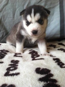 Cut,adorable And Lovely Siberian Husky Puppies