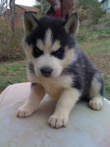 Cut,adorable And Lovely Siberian Husky Puppies