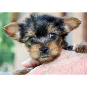 Cute Yorkie puppies ready to go to a good home