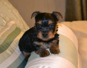 Pure Breed X-Mass Teacup Yorkie Puppies Available