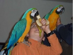 Gorgeous Tamed &amp; Talking Blue &amp; Gold Macaw