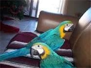 Pair of Blue and Gold Macaw Parrots for Re-homing