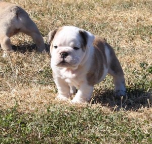 Sweet English Bulldog puppies for sale