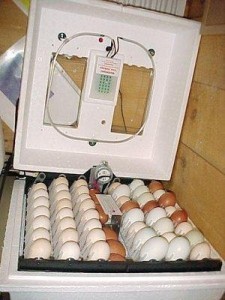 Feterlized Parrot Eggs for Sale