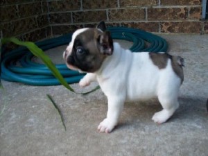 Cute French Bulldog puppies for adoption