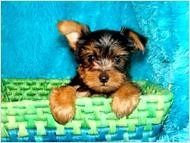 Potty Trained Tiny Teacup Yorkie Puppies For Adoption (Text) 3202887410 with Email