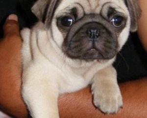 AWESOME MALE AND FEMALE PUG PUPPIES FOR XMAS