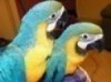 Baby Hand Reared Blue And Gold Macaws For adoption