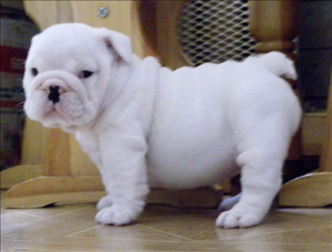 Beautiful English Bulldog Puppies Are Very Friendly And Playful for adoption
