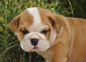 English Bulldog for Adoption