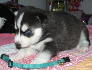 blue-eyed Siberian huskies