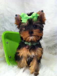 NICE BABY FACE X-MAS TEACUP YORKIE PUPPIES FOR ADOPTION