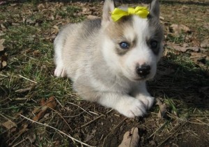 Top Quality Potty Trained Blue Eyes Siberian Husky.