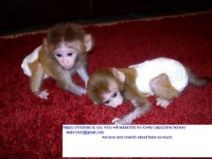 ASN Approve Baby Capuchine Monkey For Adoption