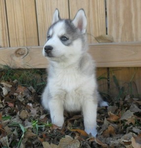 Awesome AKC Blue Eyes Siberian Husky pups For Christmas