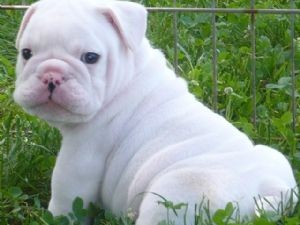 PUREBREED English Bulldog Puppies available for good homes( CONTACT !!)