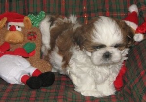 x-mas male and female Teacup Poms puppies available