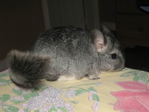 Chinchillas With New Cage