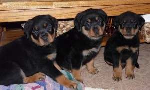 Healthy Akc male and female Rottweiler puppies available for adoption