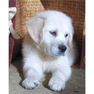 Golden Retriever puppies available for christmas