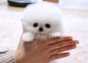 *Toy Teacup AKC Tiny Teacup Pomeranian Puppies For Adoption*