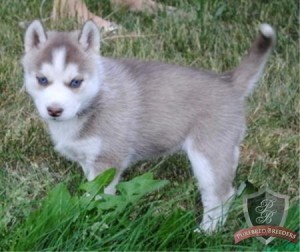 Pure and healthy Siberian husky puppies  for adoption..
