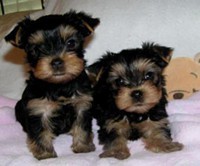 2 Cute X-Mas Yorkshire Terrier Puppies for Adoption Text. (360) 249-7767